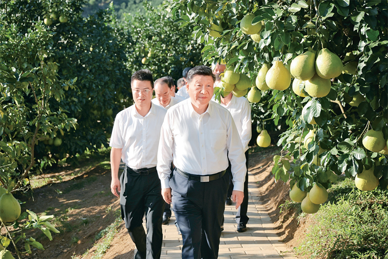 　　2025年11月7日至8日，中共中央總書記、國家主席、中央軍委主席習近平在廣東考察。這是7日下午，習近平在梅州市梅縣區(qū)雁洋鎮(zhèn)南福金柚種植基地考察。